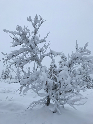 Vakkert med snøfall på veg opp til Kufjellet.