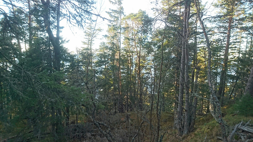 Trøndersk vått-panorama