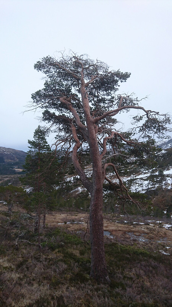 Her er ei flott furu. Ein kan ikkje berre ta bilete av horisonten. Den ser jo til forveksling lik ut frå desse fjella her ute.