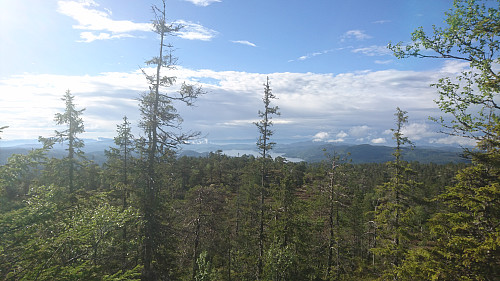 Sjåvidthøgda panorama. Like før Sverre M. Fjellstad dukkar opp bak ein furulegg.