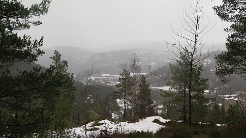 Minkar på snøen