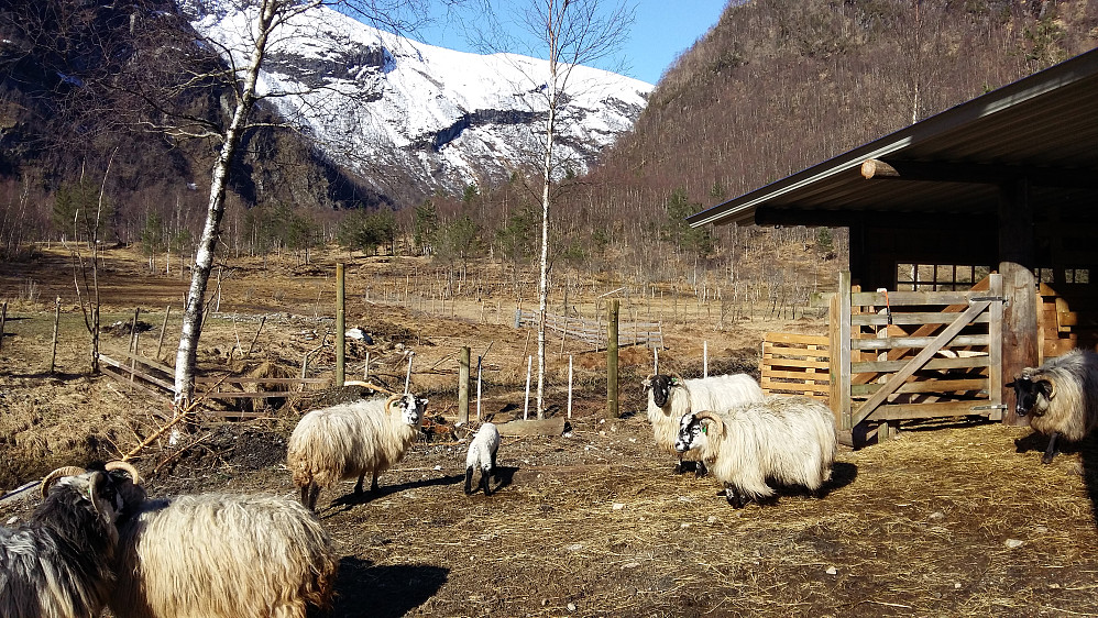 Tid til prat med bonden og eigaren av sauerasen Skottsk Svartfjes
