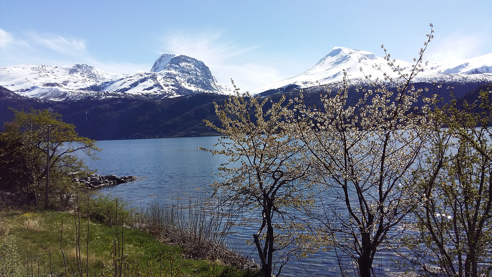 Blomstring langs ved Ise-Fjorden 