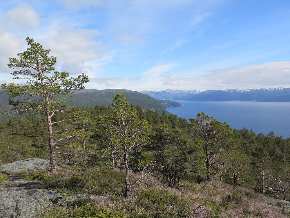 Fin utsikt til Sognefjorden frå Bøheia