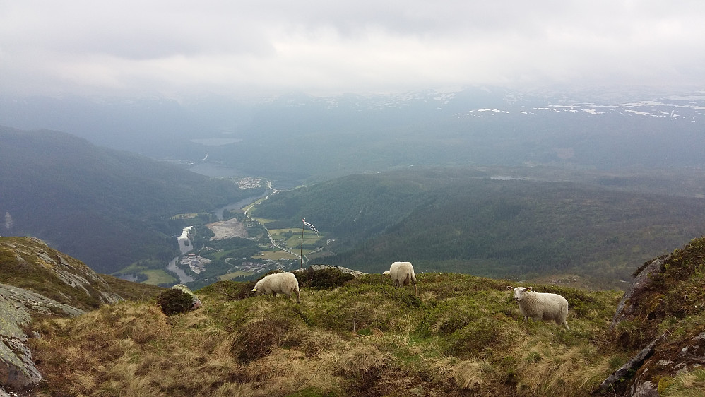 Endeleg fint beite på Hafstadfjellet