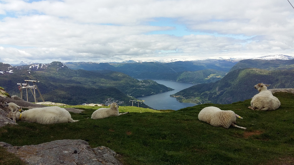Gode dager på fjellet for både to og firbeinte....