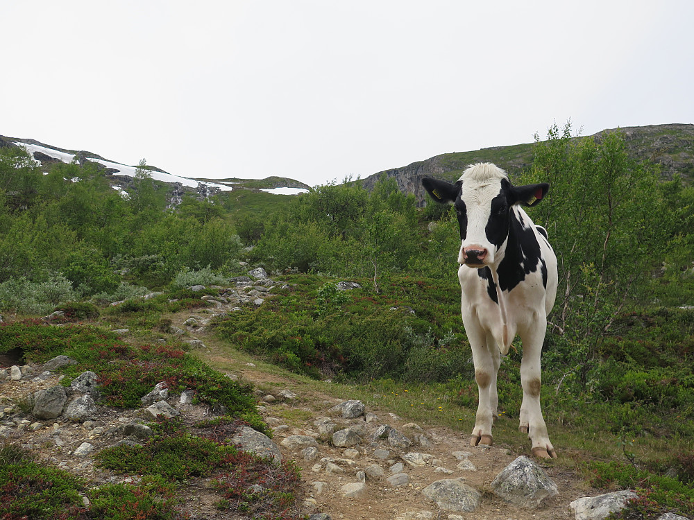 Fint beiteliv i nydelige omgivelsar!