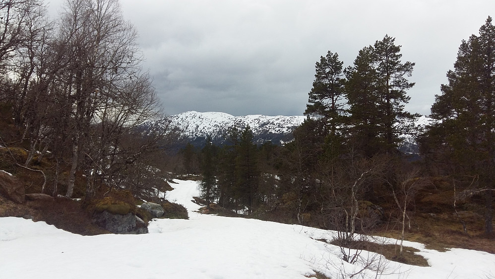 Ifrå øverste Bjørkelia ved skisenteret, ligg det endå litt snø i skogsvegen. Eikåsnipa i bakgrunn....