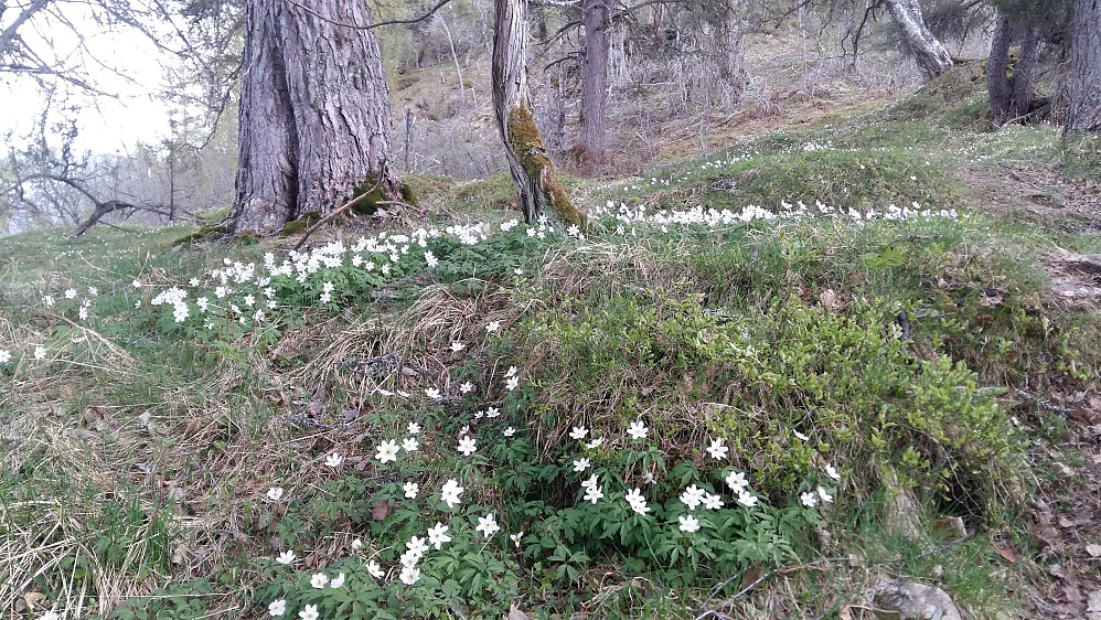 Ifrå Marifjøra til toppen av Molden på denne tid, er ryggen på fjellet dekka med Kvitveis