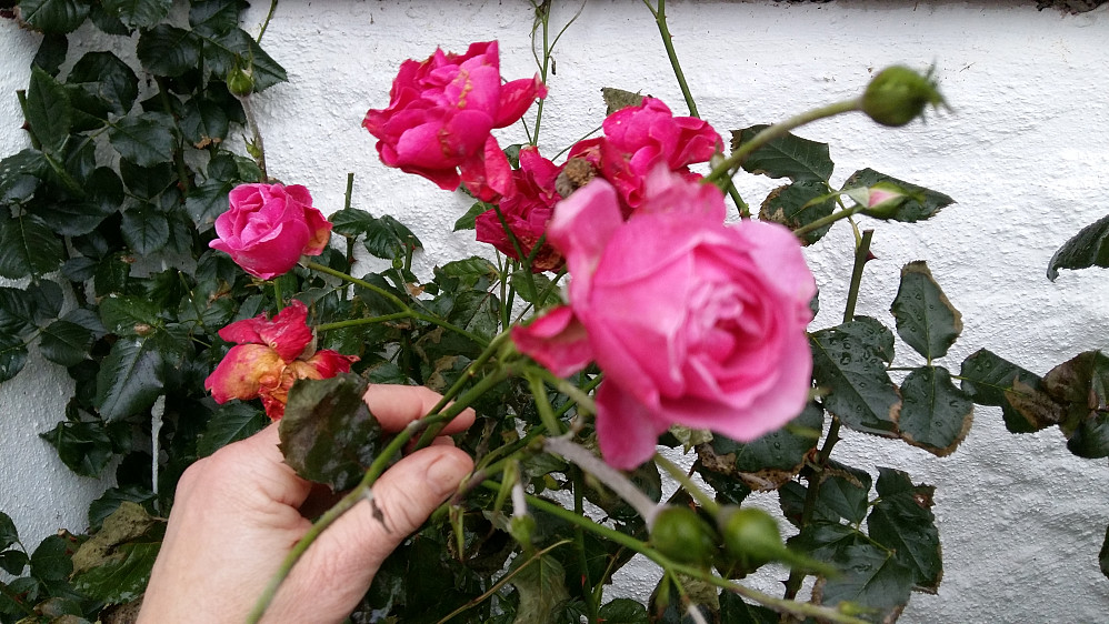 19 desember og rosene blomstrer framleis der ute!!