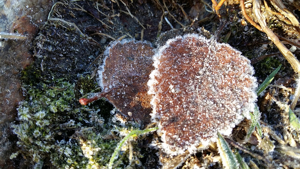Rimfrost