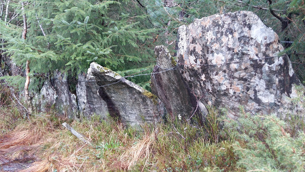 Jammen har dei slitt...dei som ein gong sette opp desse steinhelle gjerda. Litt enklare er det med dagens å kveile ut piggtrå, sjølv om det eigentlig skulle ha vore forbudt! 