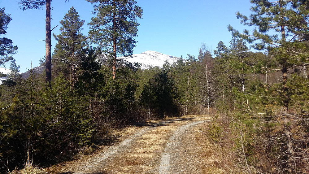 Endelig vår og nydelige løpsforhold med eit fantastisk fuglekvitter. Balsam i livet og den finaste tida! Mot Tindefjellet 1083 moh 