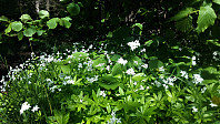 Eikås_20170530_592dbcf84cbfd.jpg