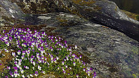 Eikås_20170530_592dbda8d2994.jpg
