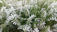 Eikås_20170530_592dbed073df2.jpg