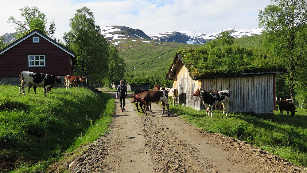 Idyll ved sætra