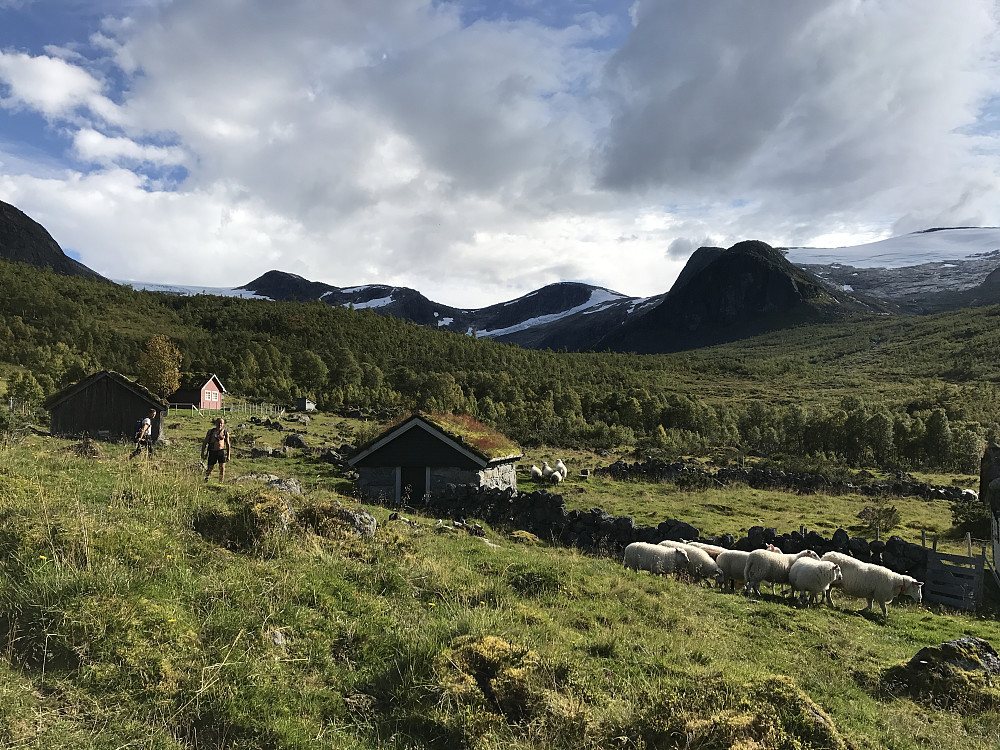 Sauesanking ved Befringstøylane/Jølster 