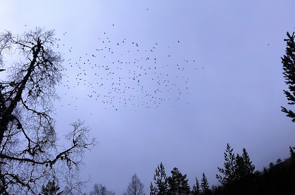 Hundrevis av kvitrande småfuglar, var samla på Uppstunstøylen idag