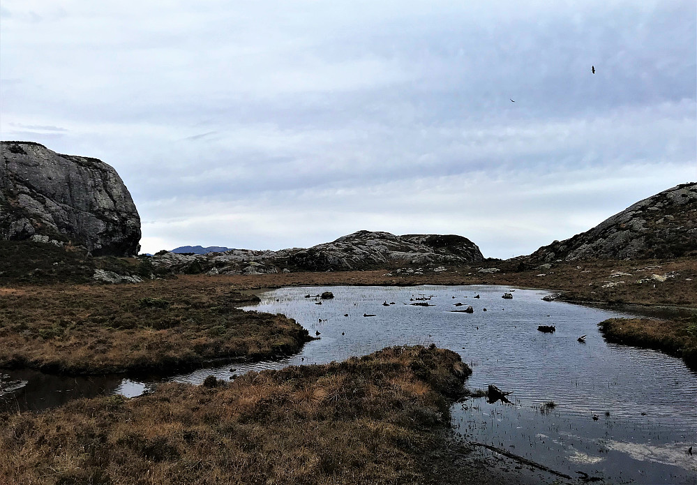 Eit særpreg av Solund. Enorme fururøtter vitner om stor skog her ute ein gong for mange hundre år sidan!