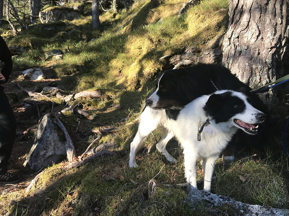 To fine på tur :) Den eine eit år og den andre 15 år og døv ifølge turmor :) 