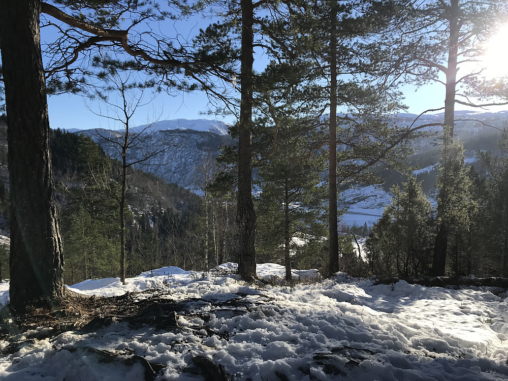 Hjorten trivast godt på høgste draget av Kletten