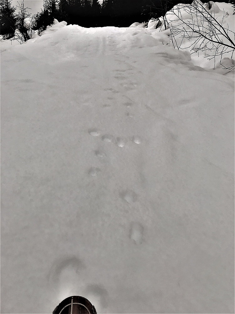 Skal tru om denne pusen driv noko så fint som intervall økter også! ...