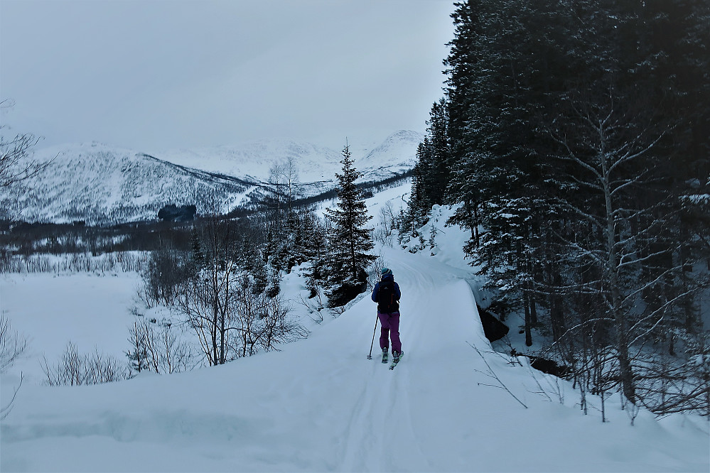 Vinden rufser lett ifrå grantoppane og drysser lett sitt pudder ned på nasetippen! Ein hærleg godfølelse :) Start ifrå Myklebustdalen mot turplan Olahansfjellet og Grovabreen ligg der bakerst i bildet. 