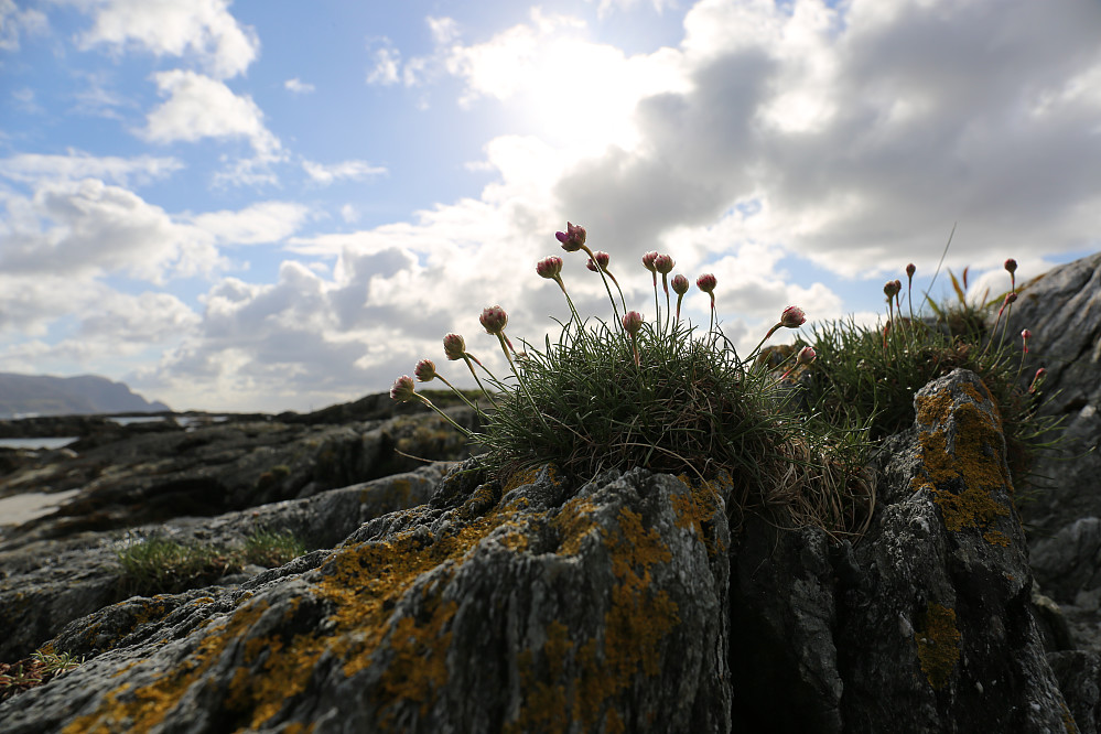Strandnelliken er klar til blomstring ved Grotlesanden. Det ilag med snødrev og føyke i kulingkasta!