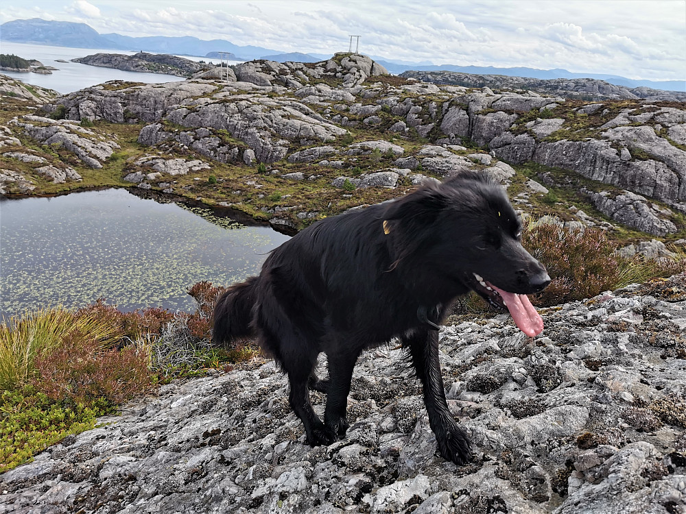 Turvennen min viser seg å være ein reser i fjellbestigninger :) Konglomeraten her ute er perfekt! Eit spennande underlag å farte på og nyte skuet av.