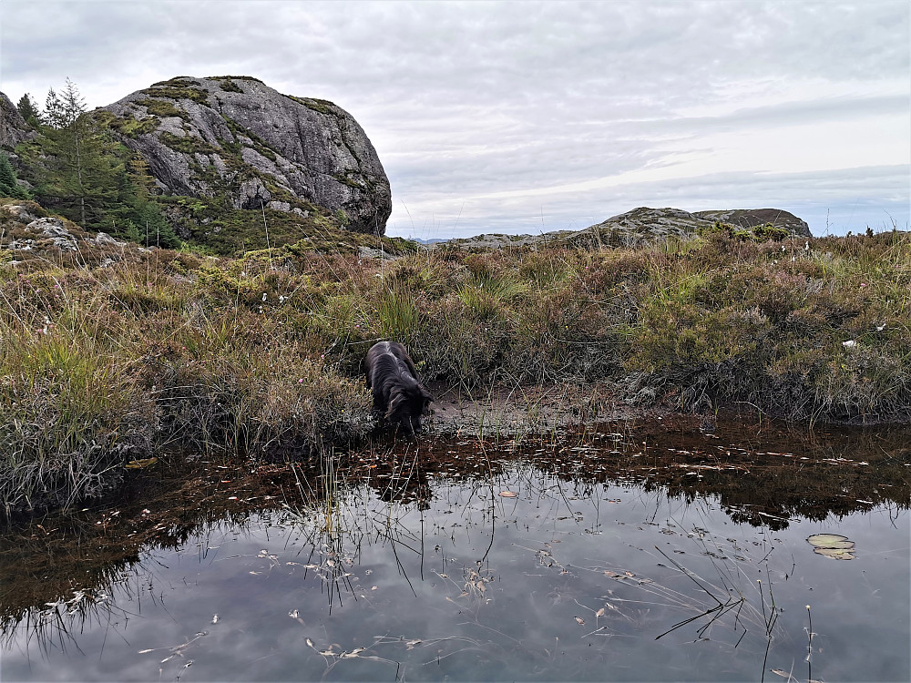 Ved Vikavatnet og Hatthogen. Vikavatnet gøymer mange  fururøtter som viser at øya ein gong var skogkledd av ein enorm og stor furuskog.