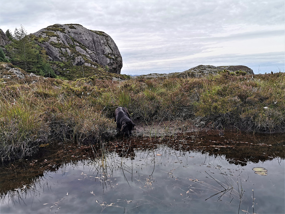 Ved Vikavatnet og Hatthogen. Vikavatnet gøymer mange fururøtter som viser at øya ein gong var skogkledd av ein enorm og stor furuskog.