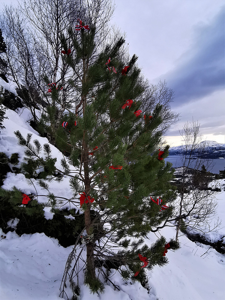 Freikollen 629 moh eit populært fjell og fint julepynta med norske sløyfeband i ei furu 