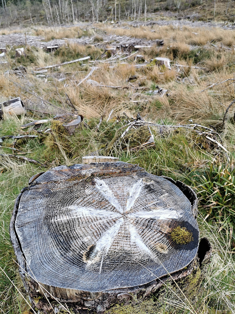 På veg opp mot Bårdfjellet, var det ganske så mange av trestammane i hogstfeltet! Som hadde dette fine mønsteret! 