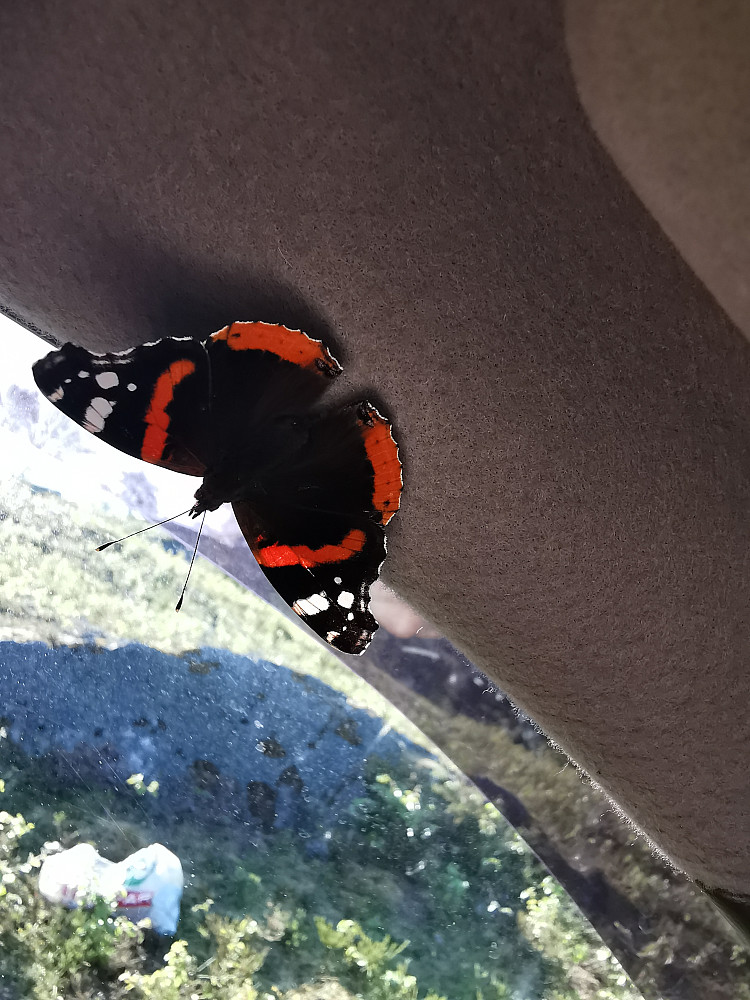 Favoritt sommerfuglen var komt på besøk i bilen min på lørdagsmorgen :) 