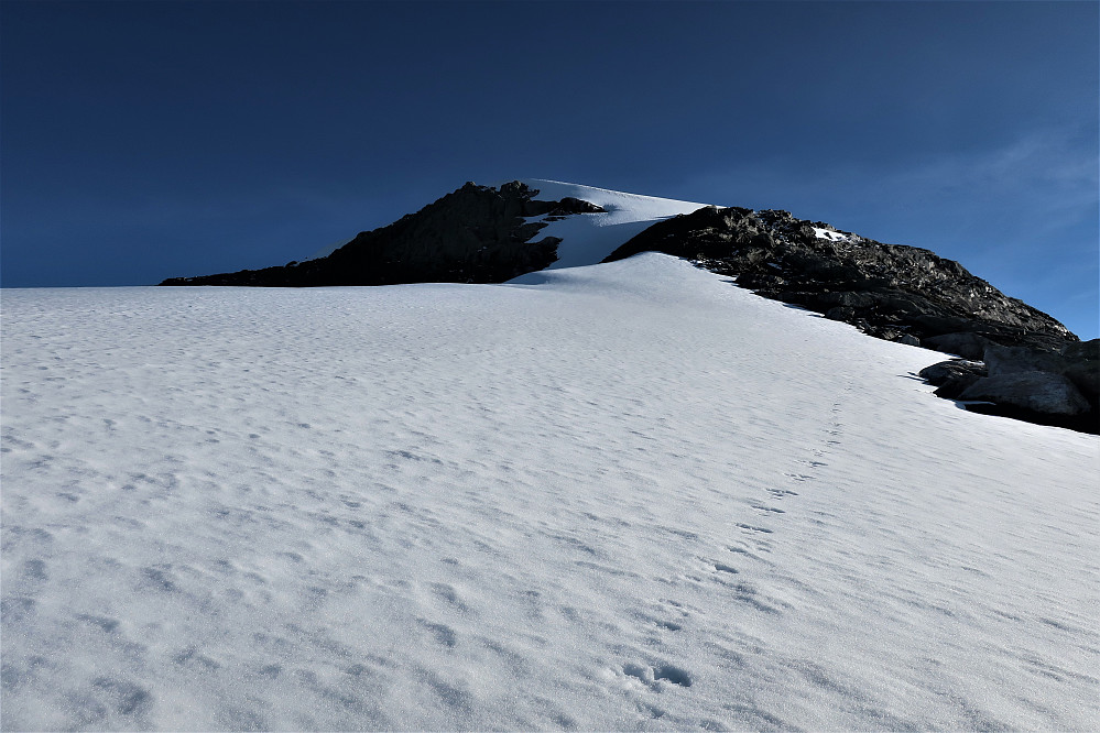 Ikkje overraskelse at harepus har vore først til toppen av Isvassnipa 1436 moh 