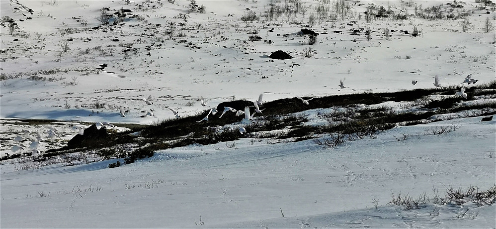  Lite snø inn Helgedalen...Men, så vanvittig fine ryper <3 Og endelig så mange fleire av dei :) 