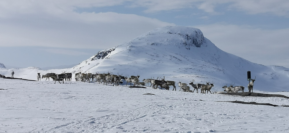 Eit vakkert skue og øyeblikk med reinsdyra og Suletinden 1780 moh Sjølv om reinsdyra nok var hekta på saltet som folk har lagt ut! 