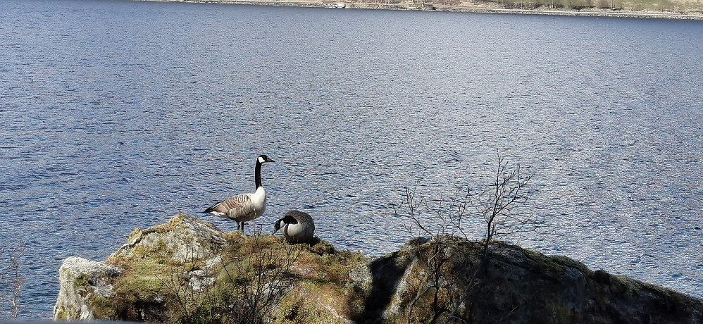 Eit fint par langs Jølstravatnet!