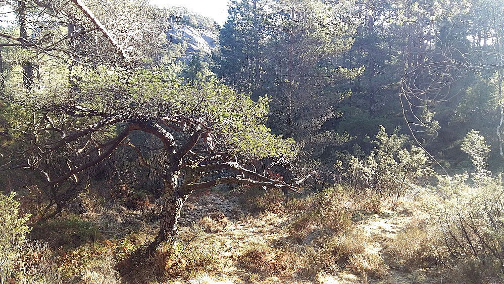"Bonsai" furu i lune skårer mellom høge mektige furutrær.