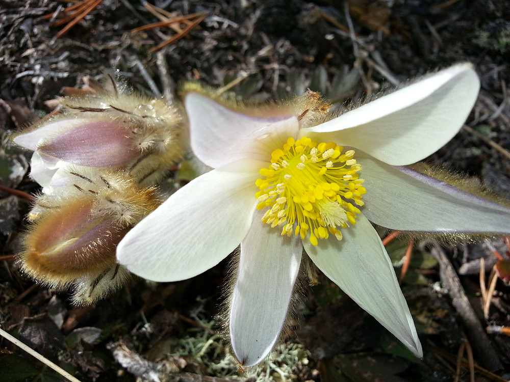 Vil minnast Uppnosi for all den nydelege Mogopen som blomstra i lia