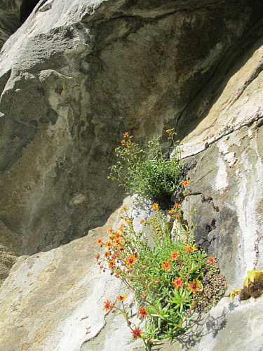Ein nydeleg blomst som rett og slett vaks ut av berget, usikker på navnet! Nokon som veit?