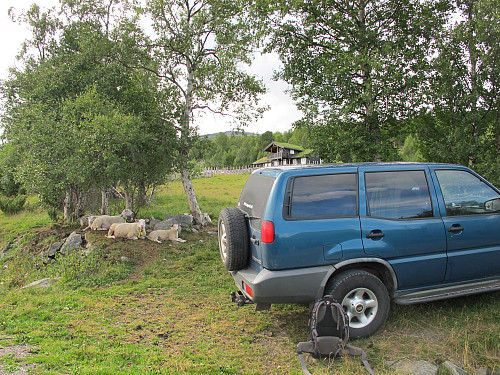 Start frå øverste hyttefelt, fin parkering i lag med sauene :)