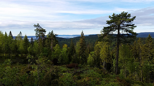Utsikt fra Brunkollen