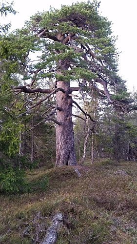 Gammelfuru på Småflaka