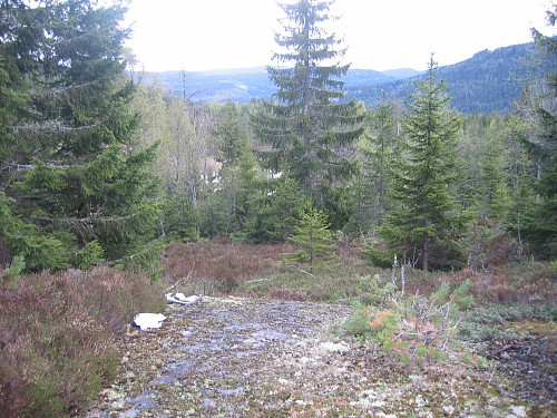 Andtjern bak ganskogen