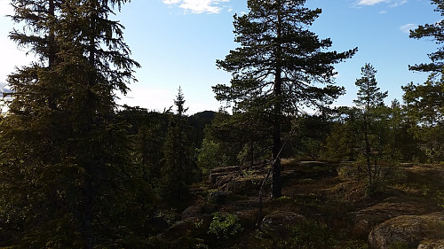 Opp mot Gyrihaugen