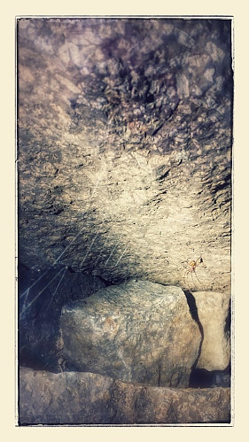 Stor edderkopp i grotta