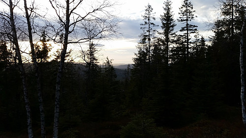 Stutehaugen