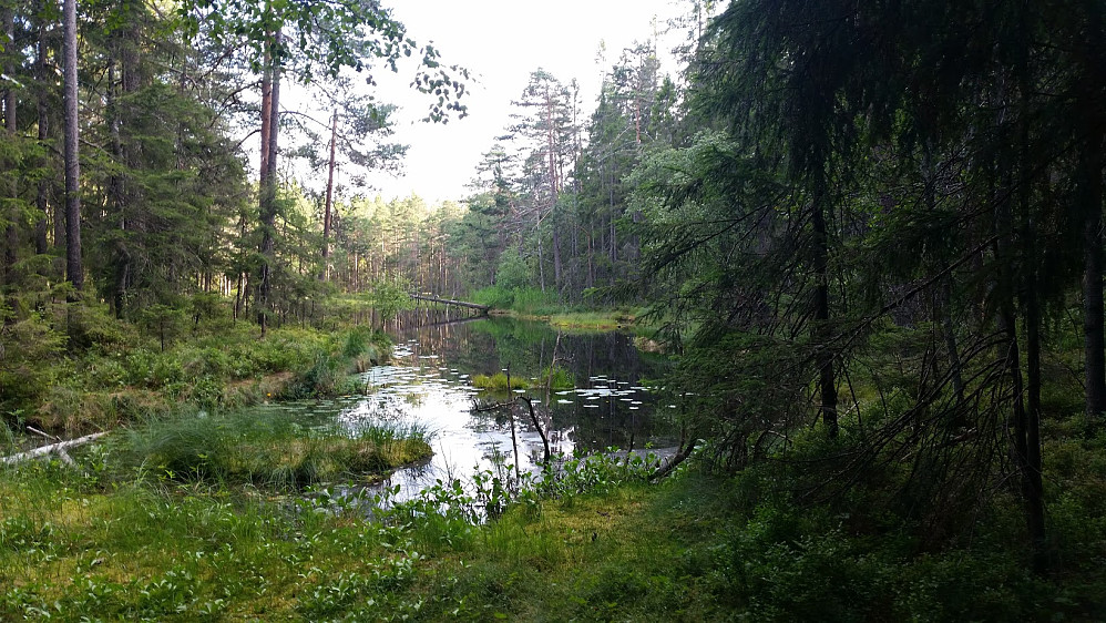 Trollskog